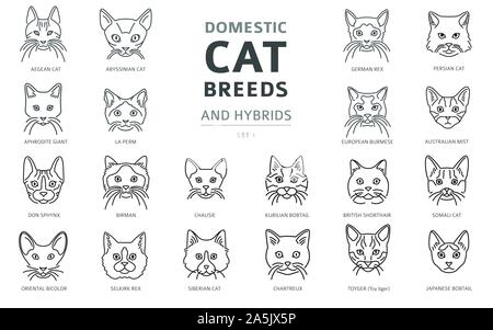Domestic cat breeds and hybrids linear portraits collection isolated on white. Simple line cat`s head style set. Vector illustration Stock Vector